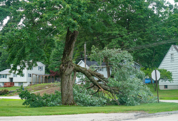 Best Tree Removal Service  in USA